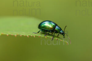 Photos of Mint leaf beetle (Chrysolina herbacea)