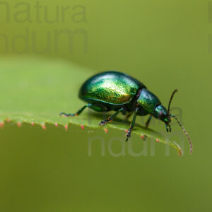 Photos of Mint leaf beetle (Chrysolina herbacea)
