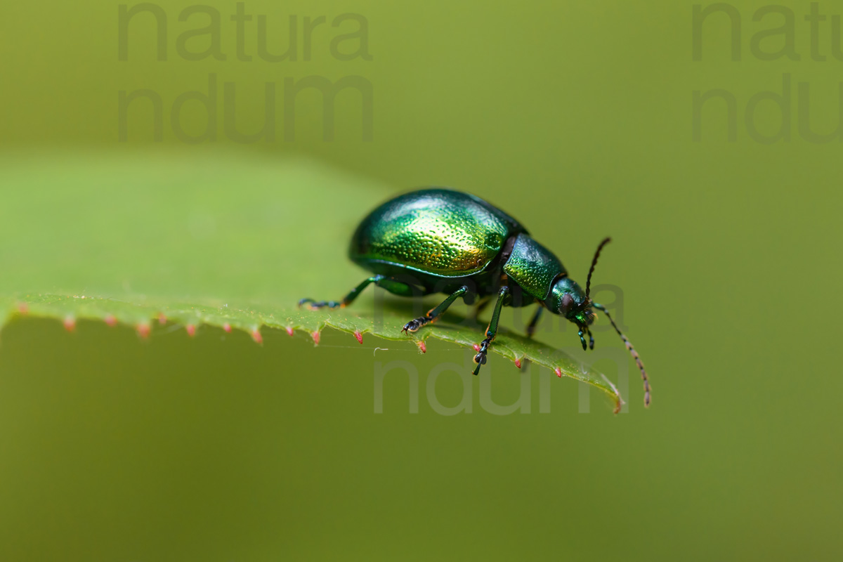 Foto di Crisomela della menta (Chrysolina herbacea)