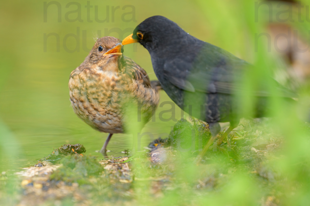 Photos of Common Blackbird (Turdus merula)