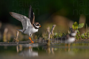 Photos of Common Ringed Plover (Charadrius hiaticula)