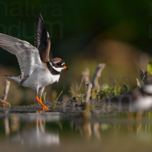 Foto di Corriere grosso (Charadrius hiaticula)