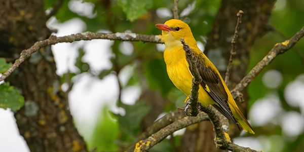 Photos of passerines