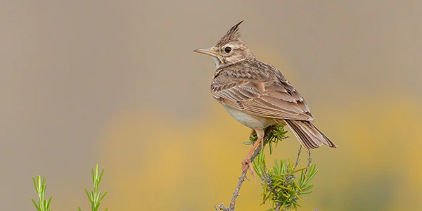 Photos of passerines