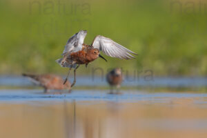 Photos of Curlew Sandpiper (Calidris ferruginea)