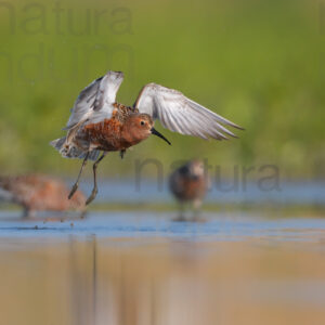 Photos of Curlew Sandpiper (Calidris ferruginea)