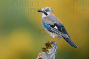 Photos of Eurasian Jay (Garrulus glandarius)