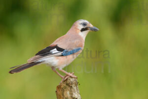 Foto di Ghiandaia comune (Garrulus glandarius)