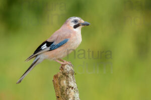 Photos of Eurasian Jay (Garrulus glandarius)