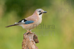 Photos of Eurasian Jay (Garrulus glandarius)
