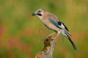 Photos of Eurasian Jay (Garrulus glandarius)
