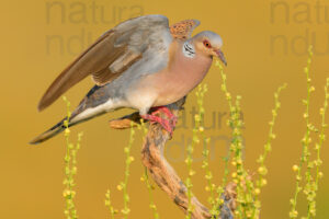 Photos of European Turtle Dove (Streptopelia turtur)