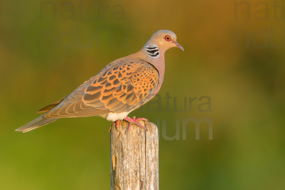 Photos of European Turtle Dove (Streptopelia turtur)