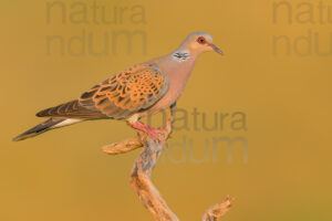 Photos of European Turtle Dove (Streptopelia turtur)