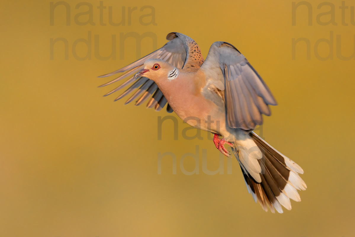 Photos of European Turtle Dove (Streptopelia turtur)