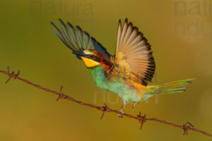 Foto di Gruccione (Merops apiaster)