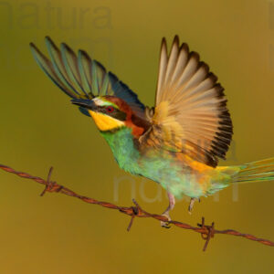 Photos of European Bee-eater (Merops apiaster)