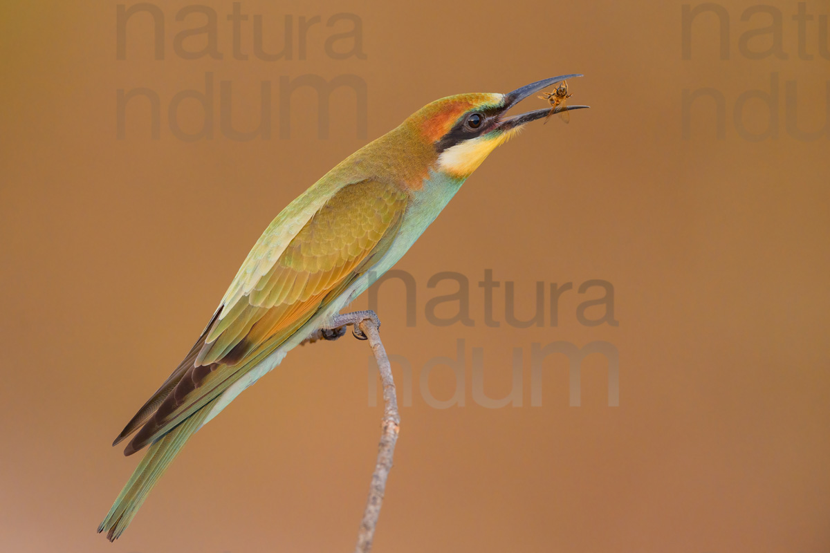 Foto di Gruccione (Merops apiaster)