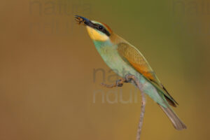 Photos of European Bee-eater (Merops apiaster)