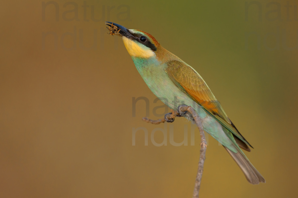 Foto di Gruccione (Merops apiaster)