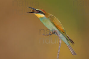 Foto di Gruccione (Merops apiaster)