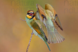 Photos of European Bee-eater (Merops apiaster)