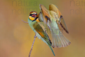 Foto di Gruccione (Merops apiaster)