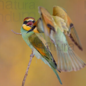 Foto di Gruccione (Merops apiaster)