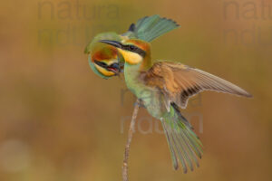 Foto di Gruccione (Merops apiaster)