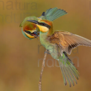 Foto di Gruccione (Merops apiaster)
