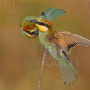 Photos of European Bee-eater (Merops apiaster)