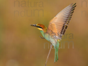 Photos of European Bee-eater (Merops apiaster)