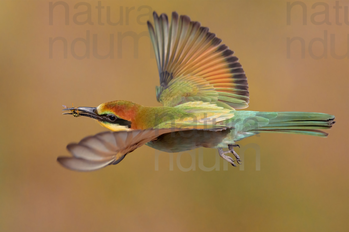 Foto di Gruccione (Merops apiaster)