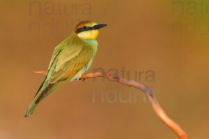 Foto di Gruccione (Merops apiaster)