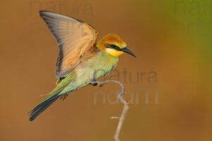 Foto di Gruccione (Merops apiaster)