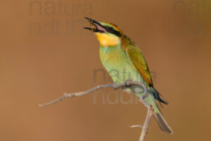 Foto di Gruccione (Merops apiaster)