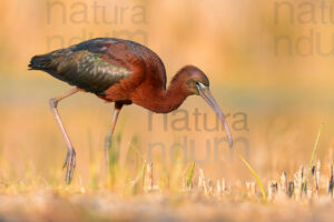 Foto di Mignattaio (Plegadis falcinellus)