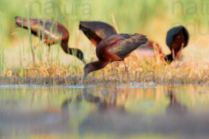Photos of Glossy Ibis (Plegadis falcinellus)