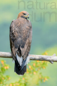 Photos of Golden Eagle (Aquila chrysaetos)