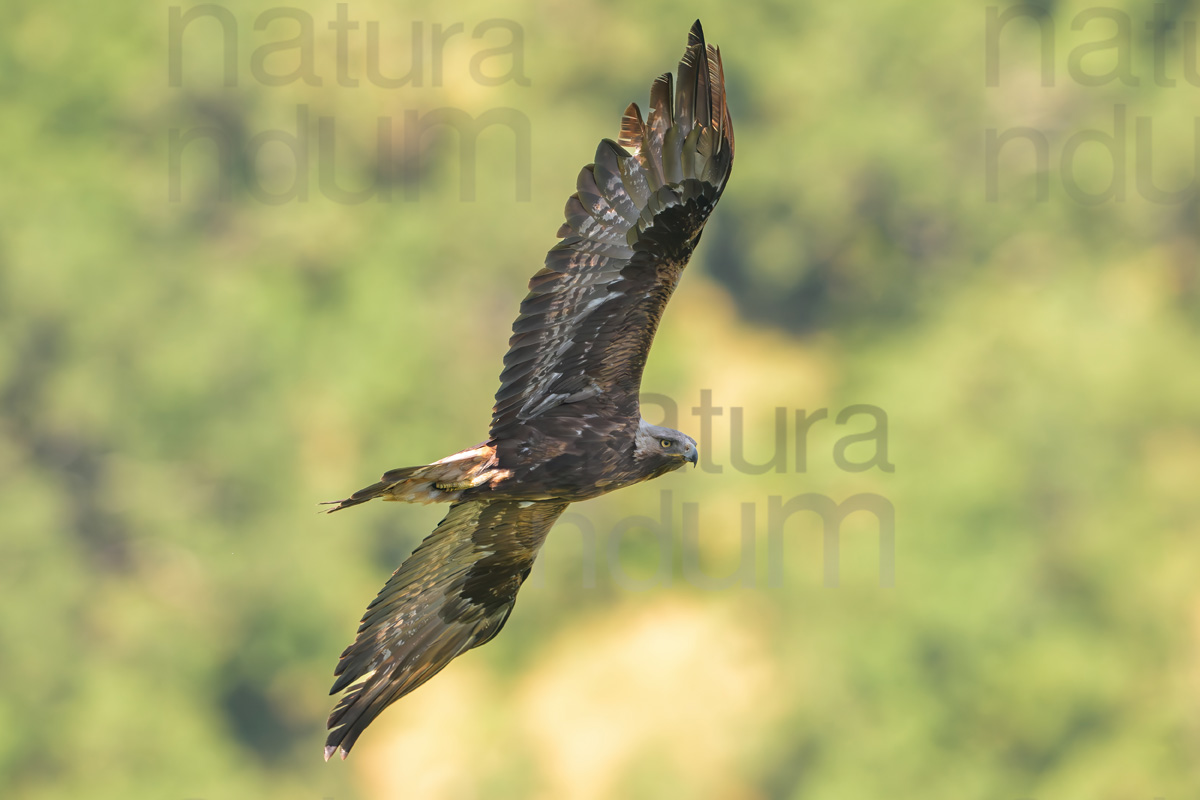 Photos of Golden Eagle (Aquila chrysaetos)