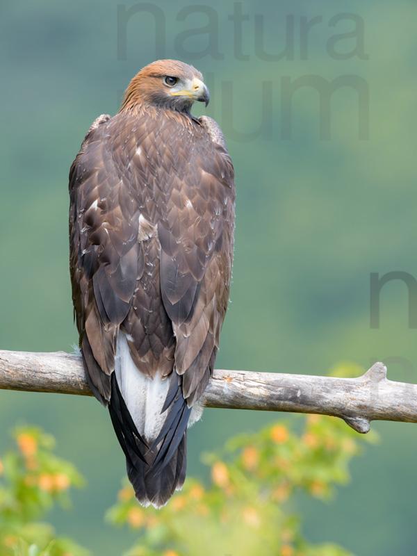 Foto di Aquila reale (Aquila chrysaetos)