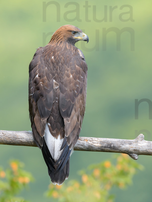 Foto di Aquila reale (Aquila chrysaetos)