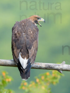 Foto di Aquila reale (Aquila chrysaetos)