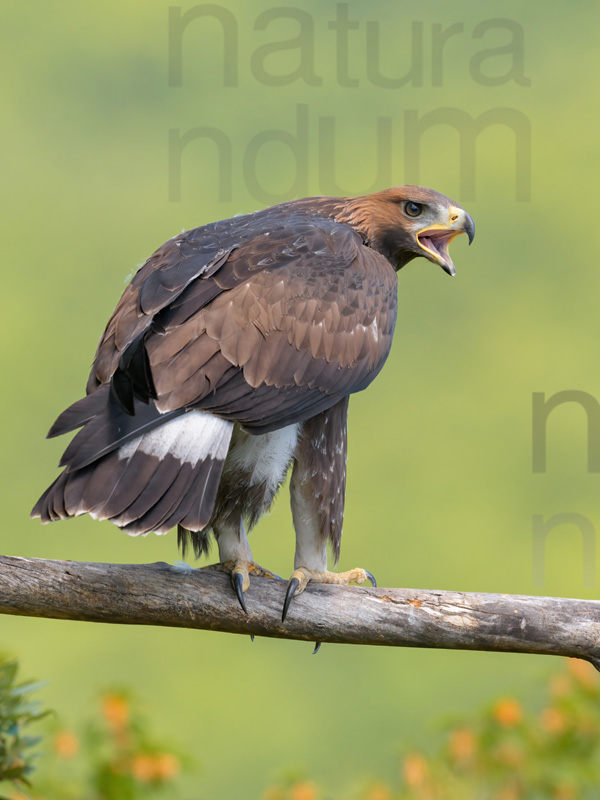 Foto di Aquila reale (Aquila chrysaetos)