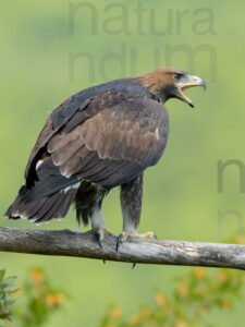 Photos of Golden Eagle (Aquila chrysaetos)