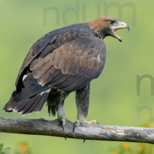 Photos of Golden Eagle (Aquila chrysaetos)