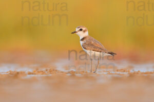 Foto di Fratino (Charadrius alexandrinus)