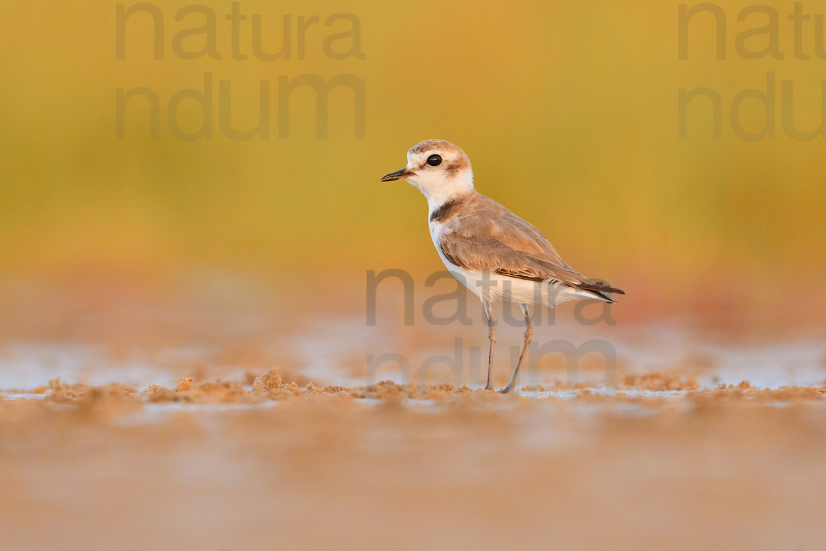 Photos of Kentish Plover (Charadrius alexandrinus)