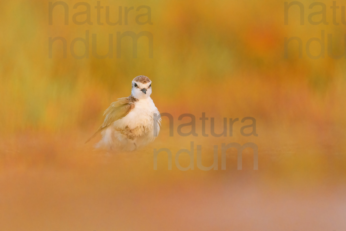 Photos of Kentish Plover (Charadrius alexandrinus)