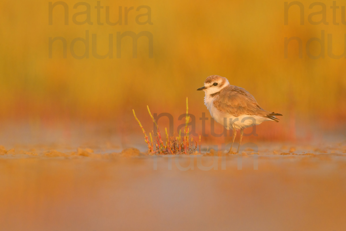 Foto di Fratino (Charadrius alexandrinus)